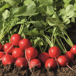 Rzodkiewka Rudolf  500 gram ZW ST